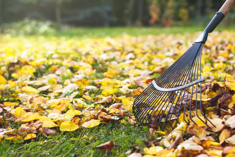 How To Clean A Backyard Indio, CA